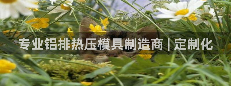 emc倍频超了：专业铝排热压模具制造商 | 定制化